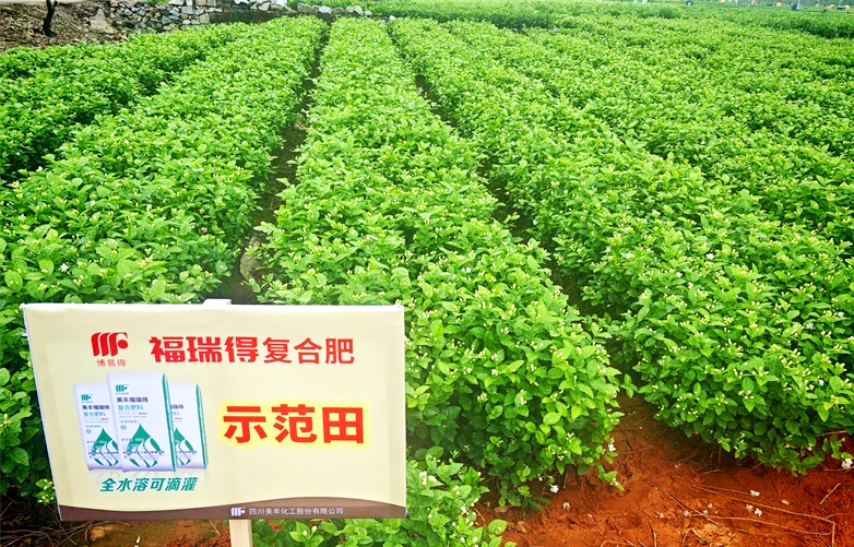 夏攻行動：美豐肥綻放在茉莉飄香處